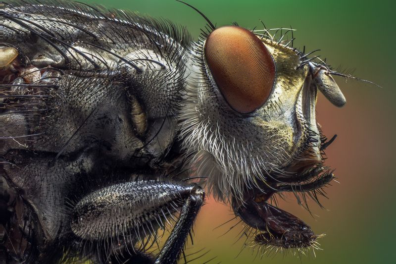 муха, макро, сетка, глаза. Мухphoto preview