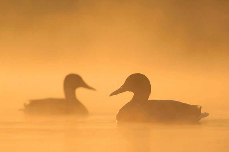 bird,river,mist,morning,wildlife,nature,color,beautiful,scene,water,scenery,autumn,wild,beauty,birds,light,dawn At Dawnphoto preview