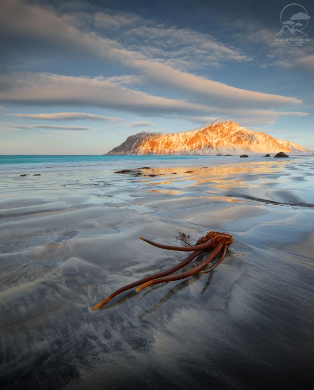 пейзаж, природа, море, норвегия, лофотены OCTOPUS фото превью