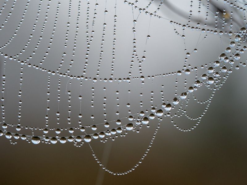 Паутинкиphoto preview