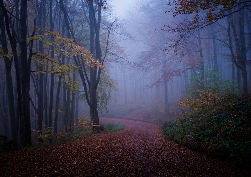 Foggy forestphoto preview