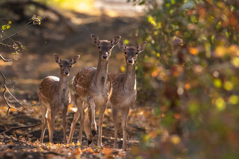 животные, лес, олень, олени, осень Малышиphoto preview