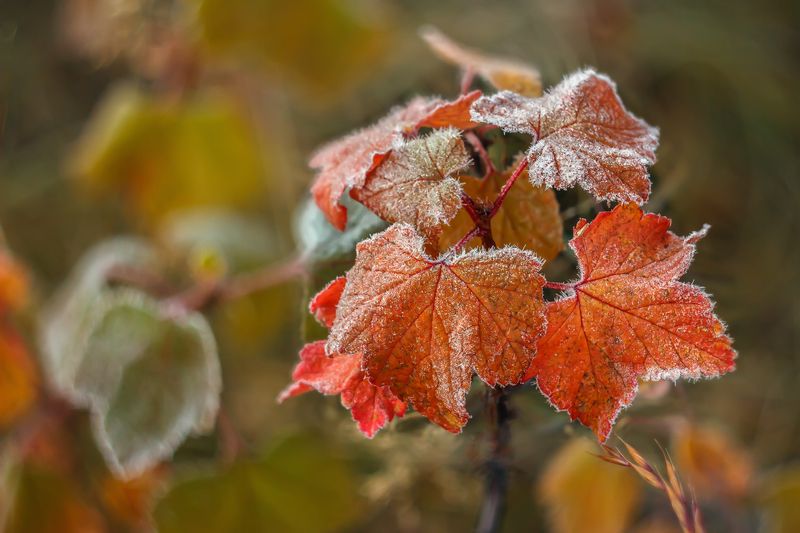 Красная смородина.photo preview