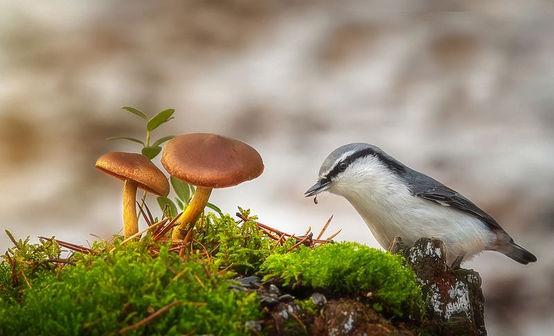поползень,птицы,анималистика,север,печора,коми,осень Вот и осеньphoto preview