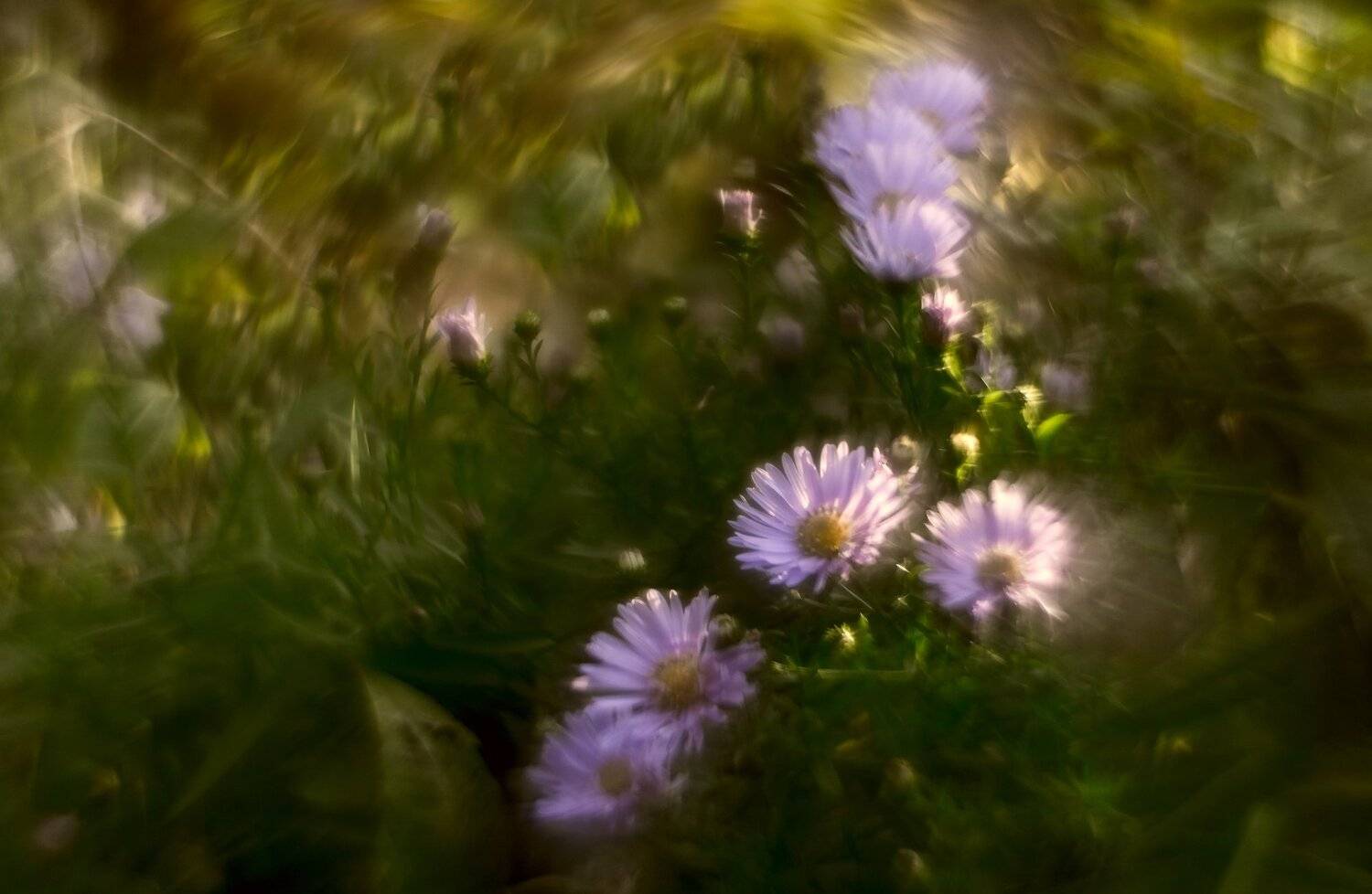 осень, природа, беларусь, цветы, Sixten ( Сергей )