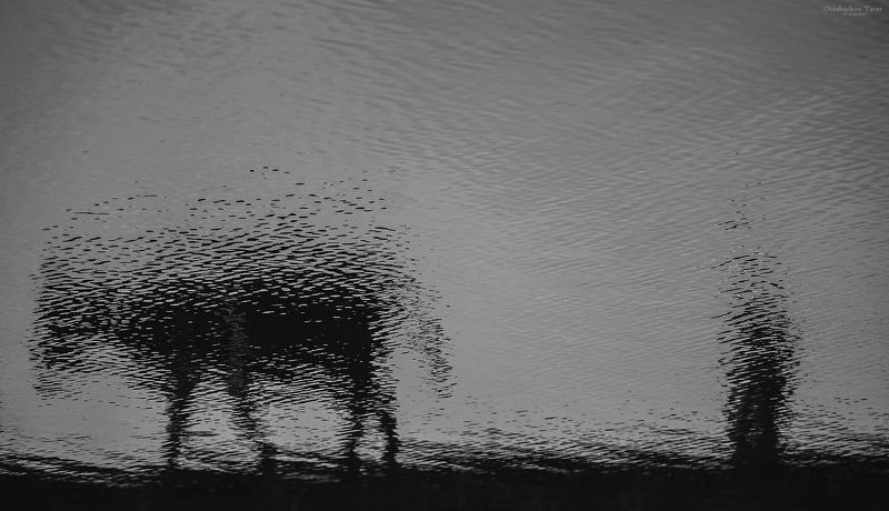 отражение,корова,животные,арт,чб,вода,река,село,деревня,пастбище,черно белое, ...photo preview