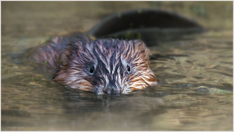 Ондатраphoto preview