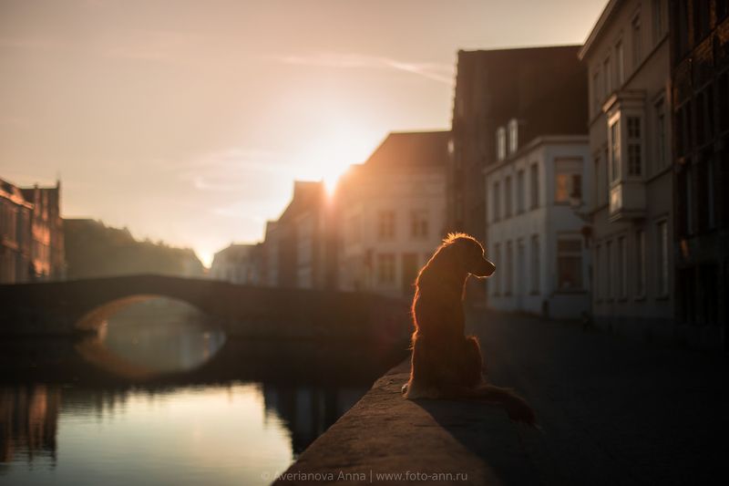 собака, город, рассвет photo preview