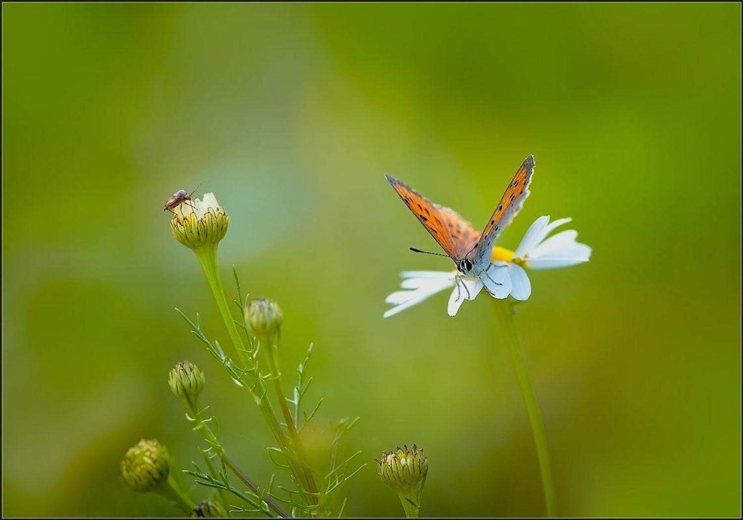 Осенняя пора.. Автор: Евгений Кирилкин. , Евгений Кирилкин.