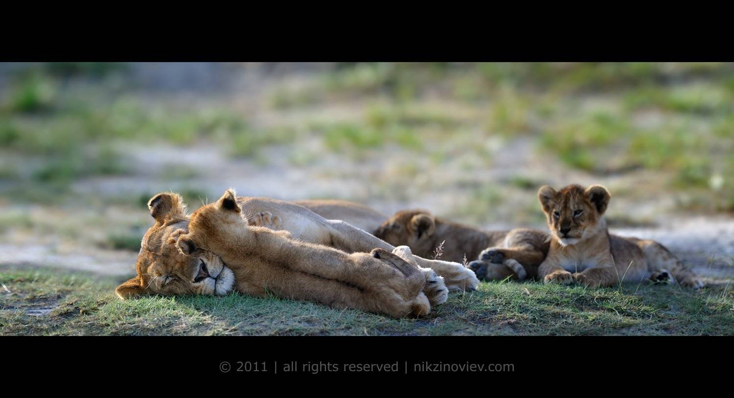 львы, лев, львица, прайд, львенок, львята, зиновьев николай, дикая природа, Николай Зиновьев