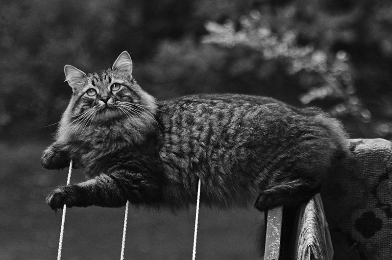 Fearless Catphoto preview