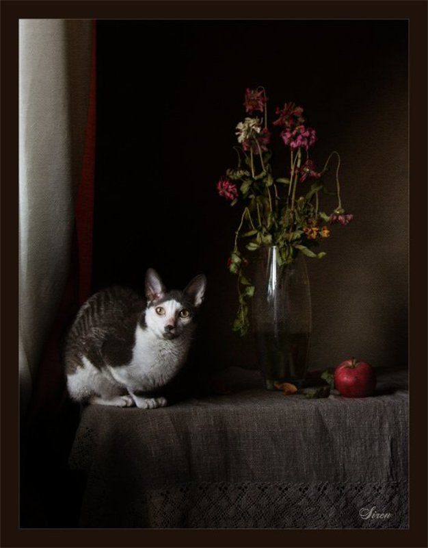 Кошачий натюрмортphoto preview