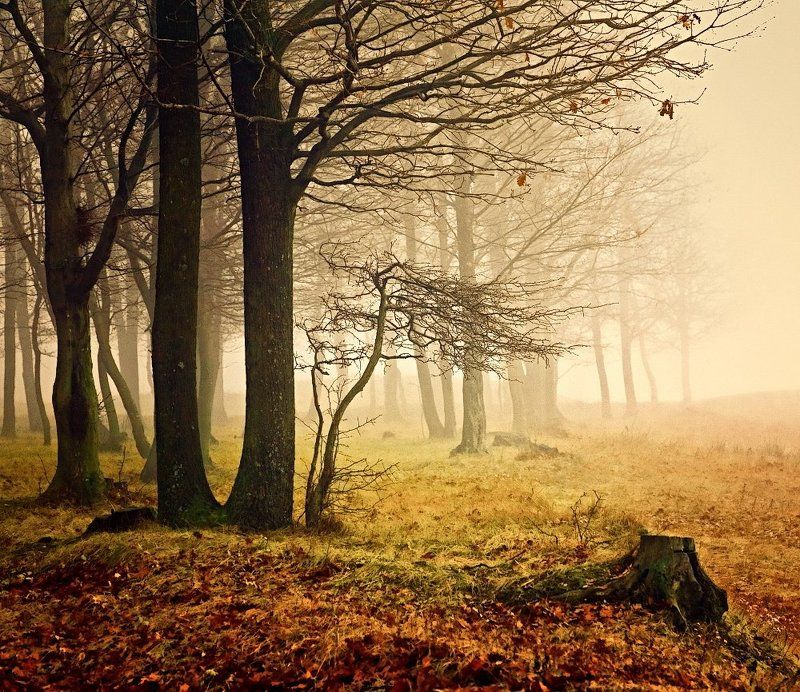 Пенекphoto preview