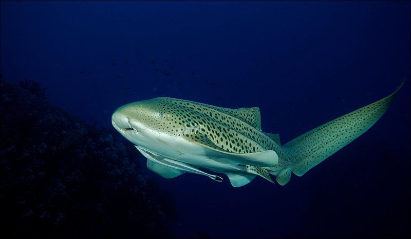 underwater, similan islands, leopard shark Леопардоваяphoto preview