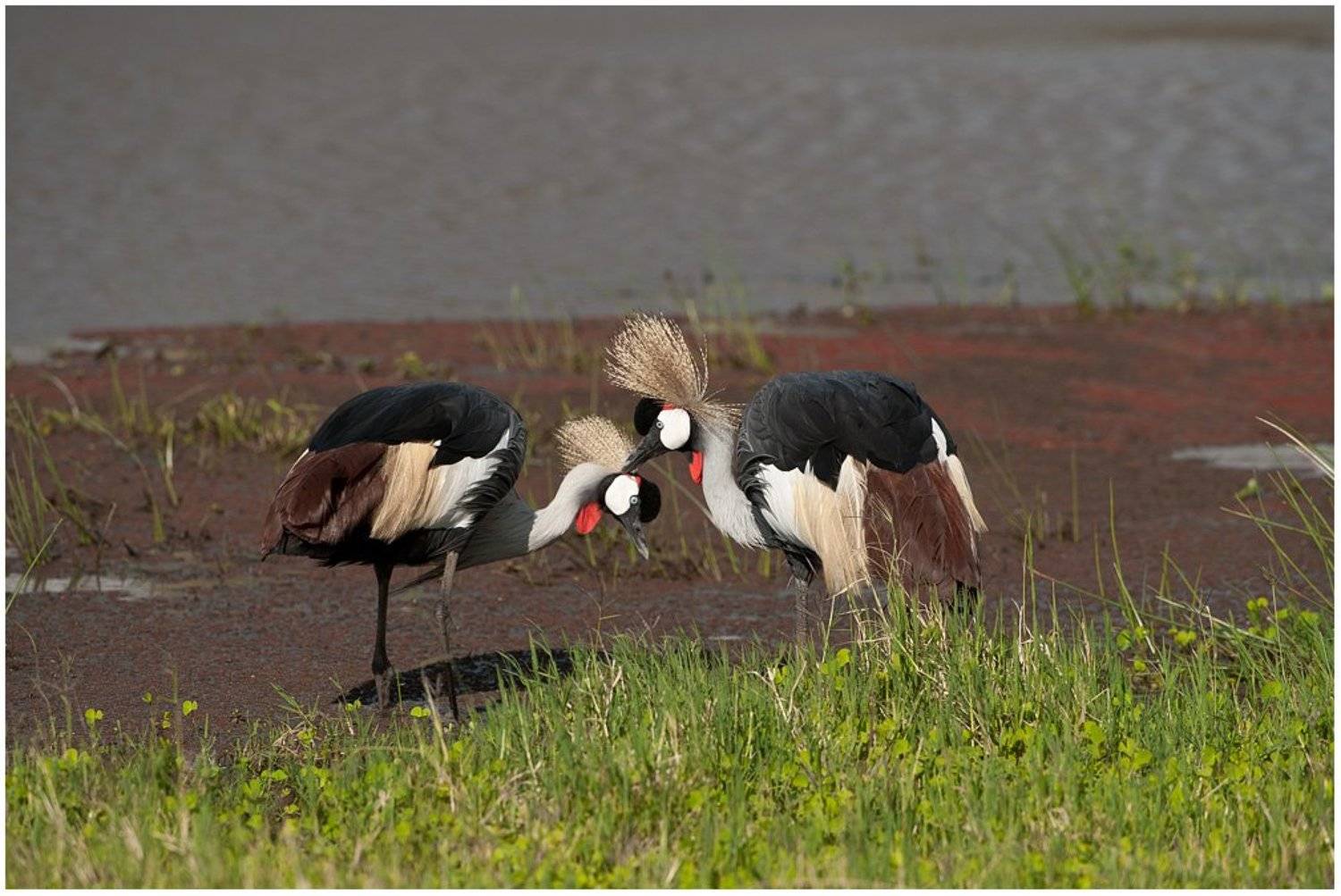 кения, красава, Roman Gamurar