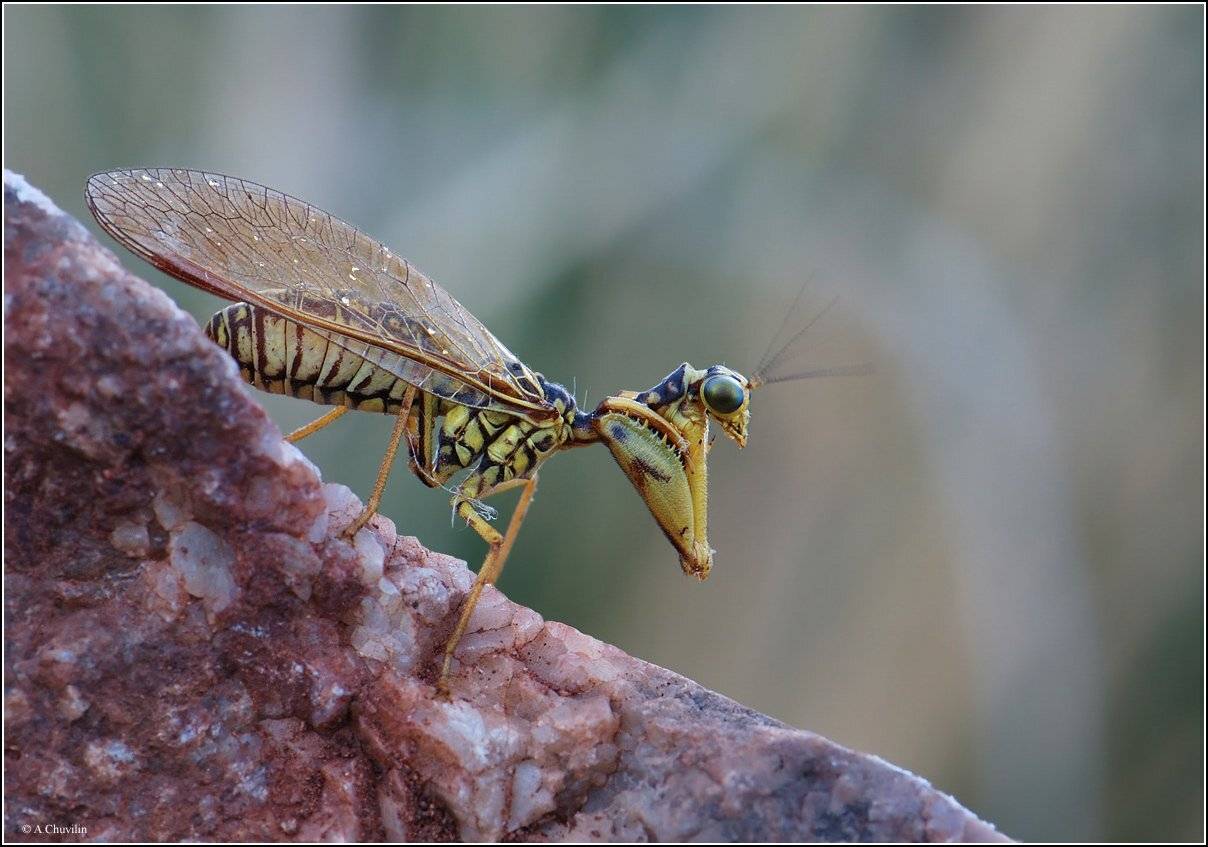 И усами шевелит ). Автор: Александр Чувилин мантиспа,армения,шевелит,усами, Александр Чувилин