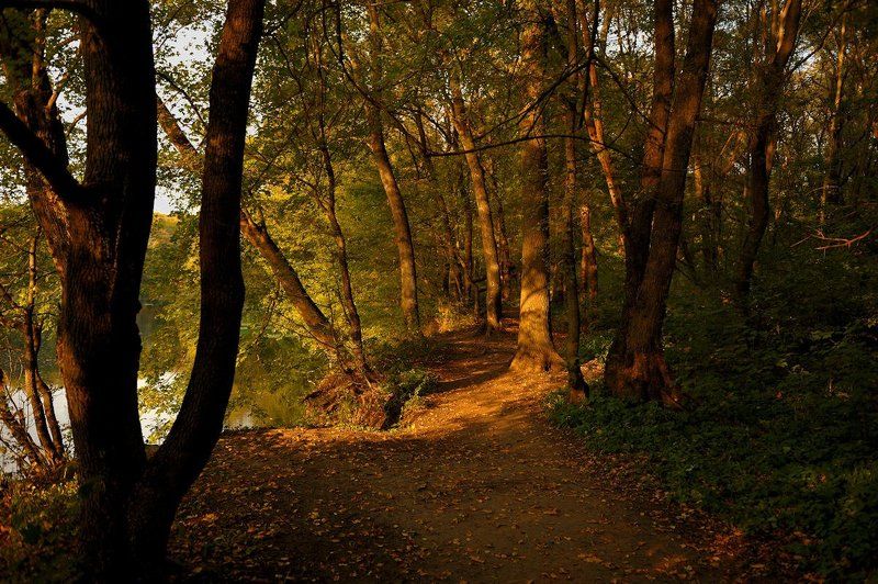 Лесной тропой...photo preview