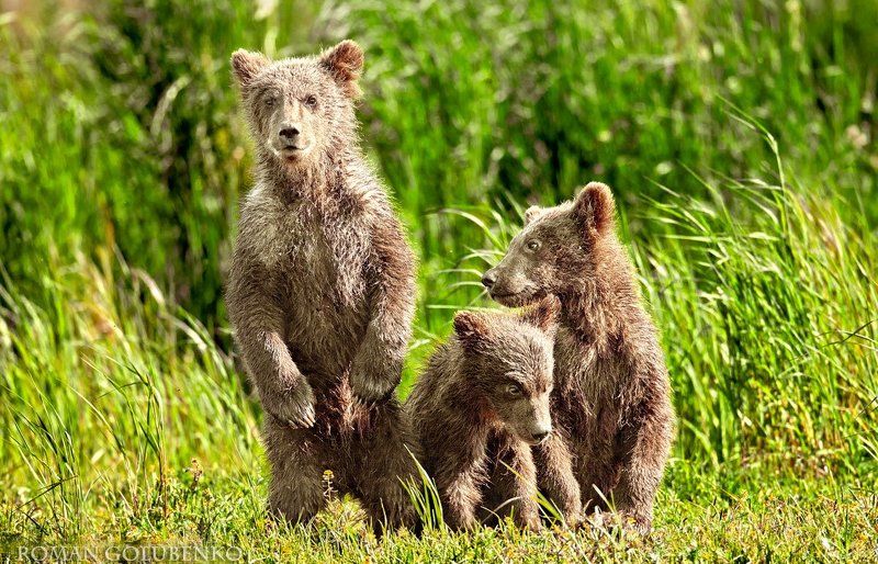 Эй, фотограф, вылезай из кустов, а то маму позову! // Wanna talk to my Mum Buddy?photo preview