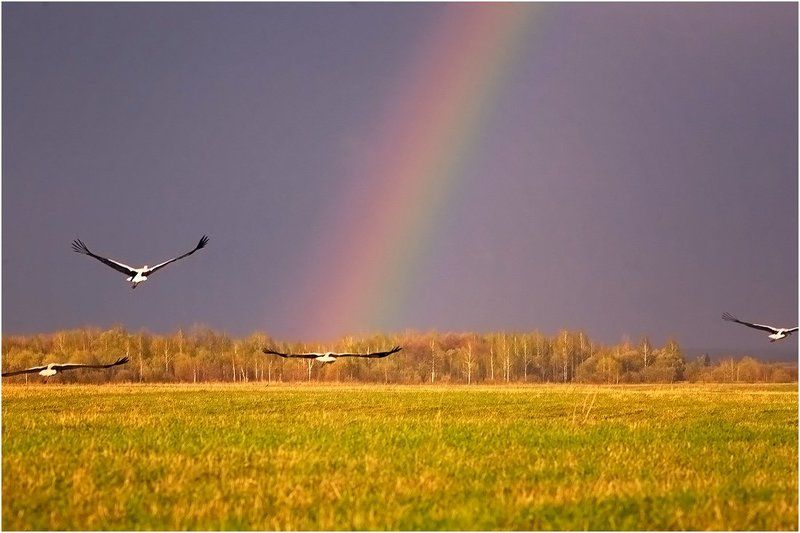 Радугаphoto preview