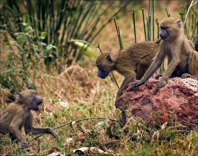 Все на выборы!photo preview