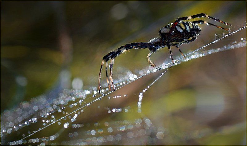 пауки По тонкой нитиphoto preview