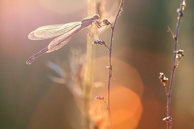 стрекоза, закат, макро закатно-стрекозлиное фото превью