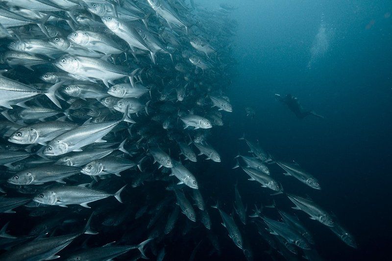 underwater, стая, рыба, дайвинг, каранкс Стенаphoto preview