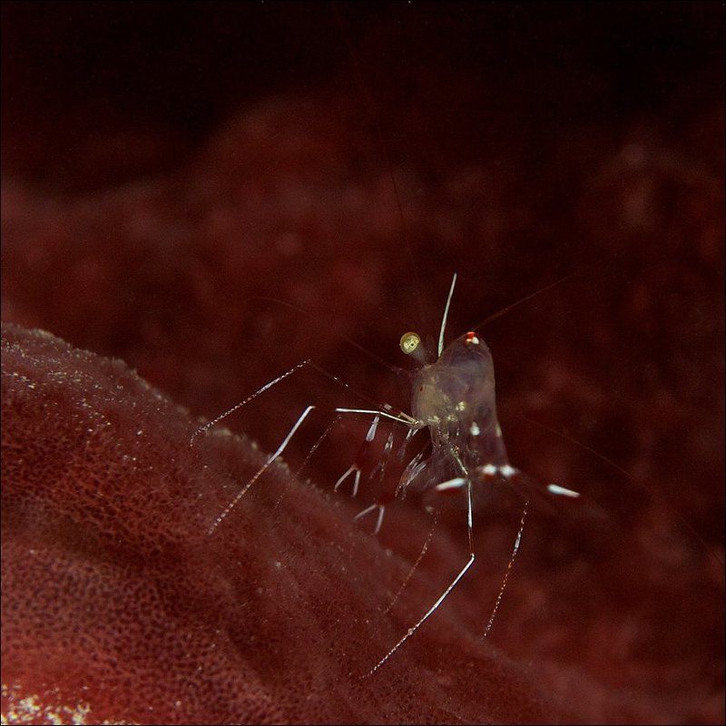 shrimp, underwater, siamil island Одноглазый комарphoto preview