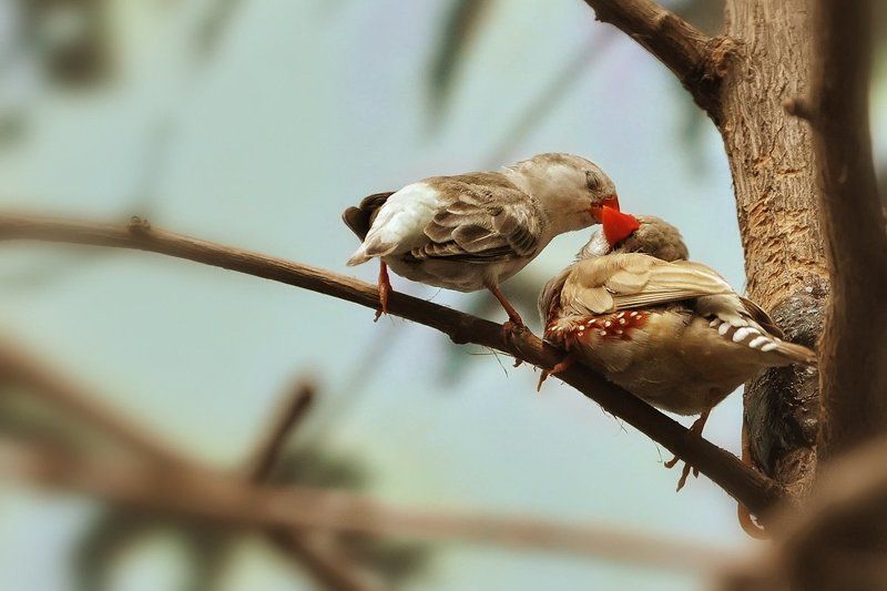 Любовь-морковьphoto preview