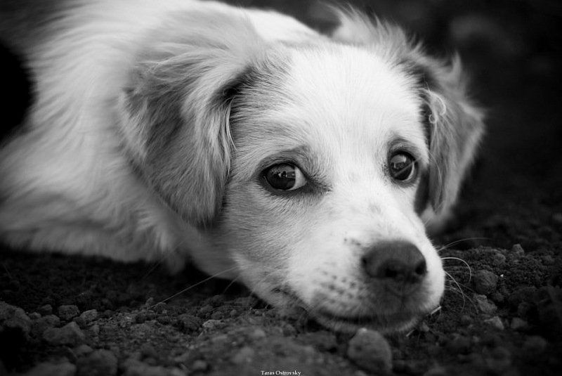 собака, собаки, животные, ч/б Сэмюэльphoto preview