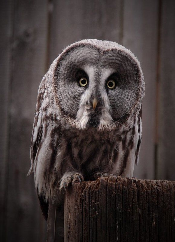 Угу фото превью