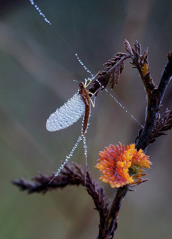 осенний балетphoto preview