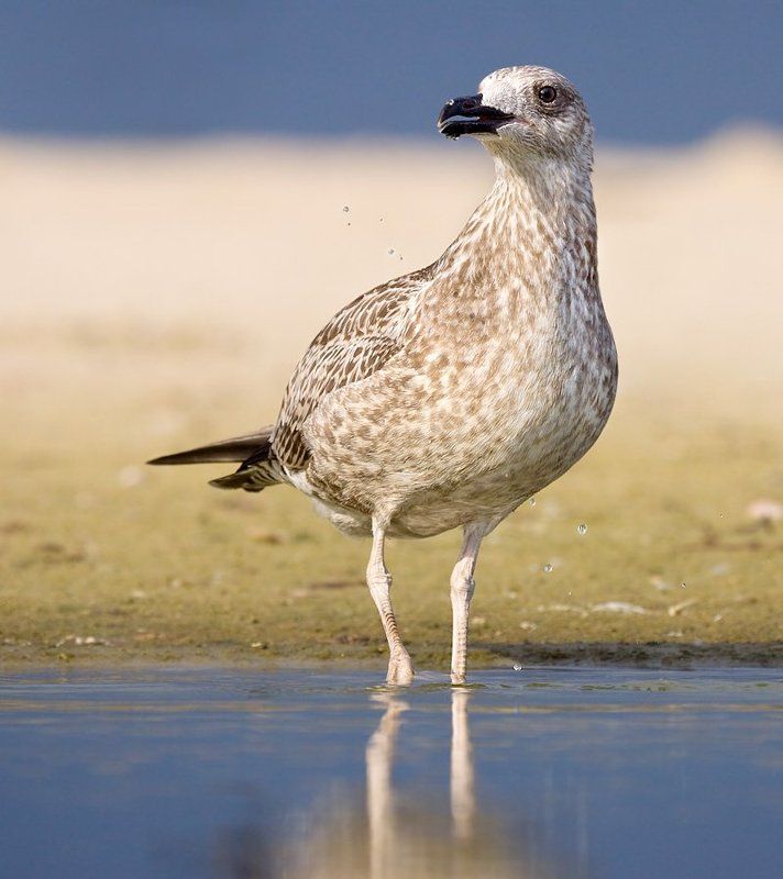 чайка, хохотунья капелькиphoto preview