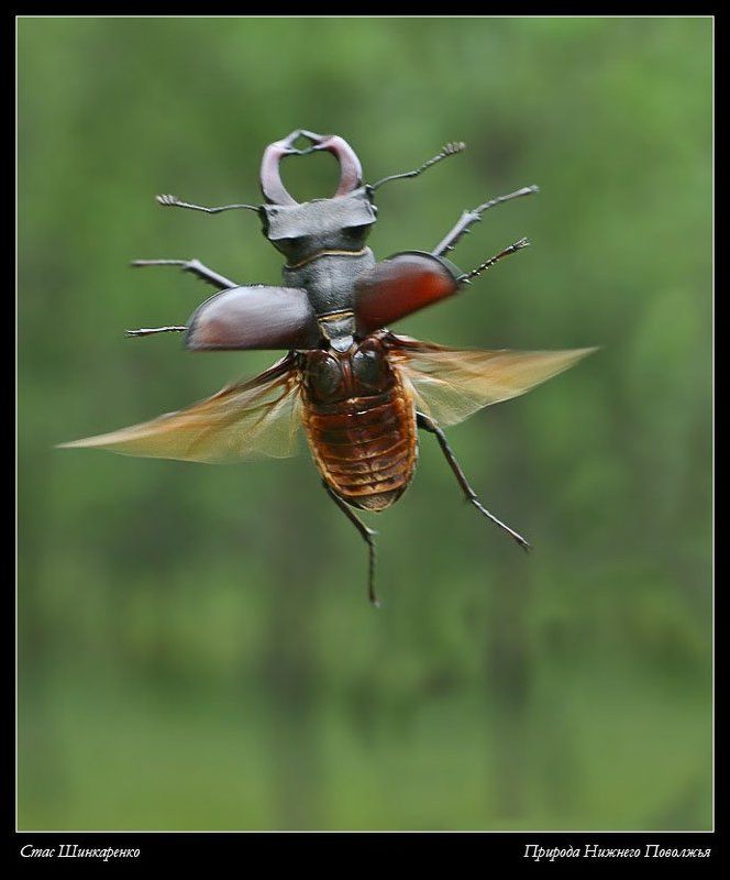 В страну оленьюphoto preview