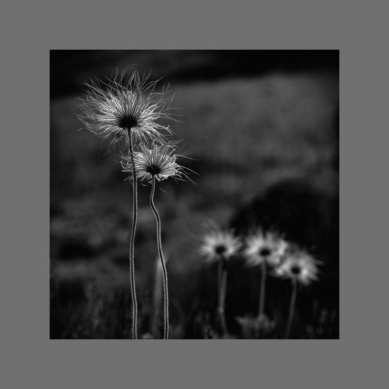 ...одной души частицы...photo preview