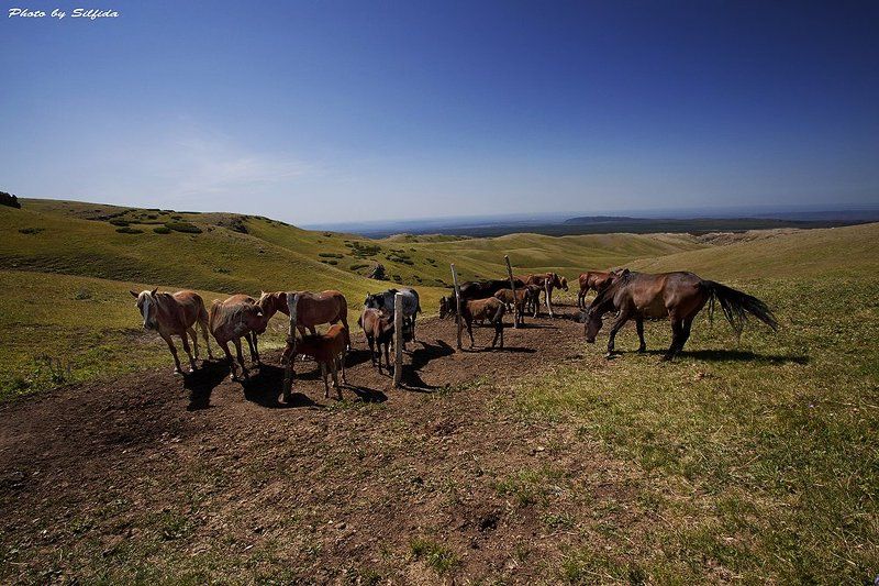 лошади, коровы, бык, юрта На Джунгарских пастбищах.photo preview