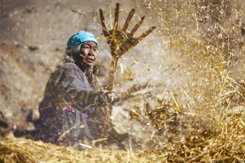 ламаюра, бабушка, зерно, кира розанов Созидательphoto preview