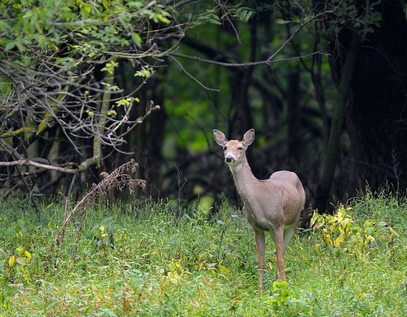 олени, животные Эмоции в картинкахphoto preview