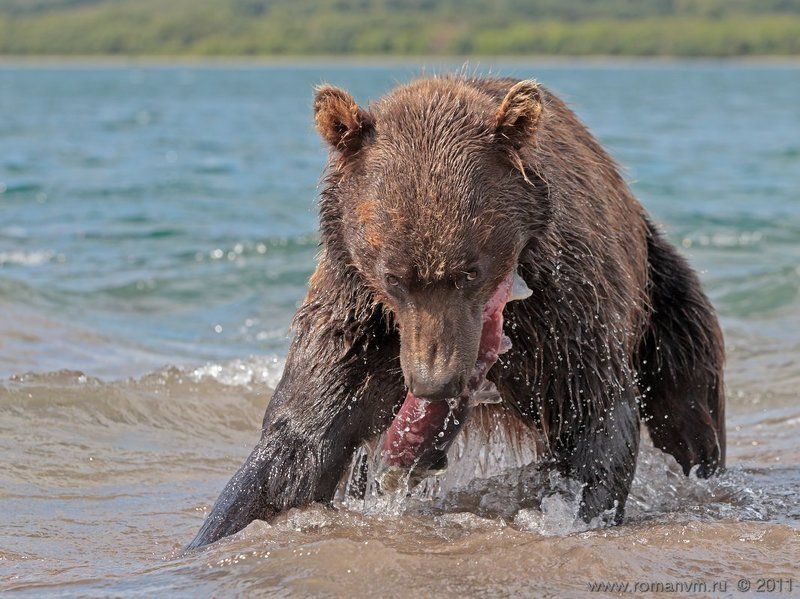 камчатка, медведь, озеро курильское, нерка Не отнимешь! фото превью