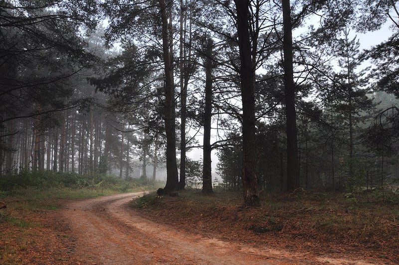 В лесу...photo preview