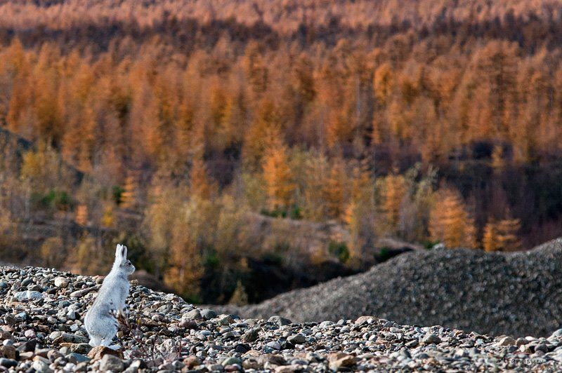 заяц, заяц беляк, магадан, колыма, осень, животные, стойка, лапки, уши, глаза, ну где-ты трын-траваphoto preview