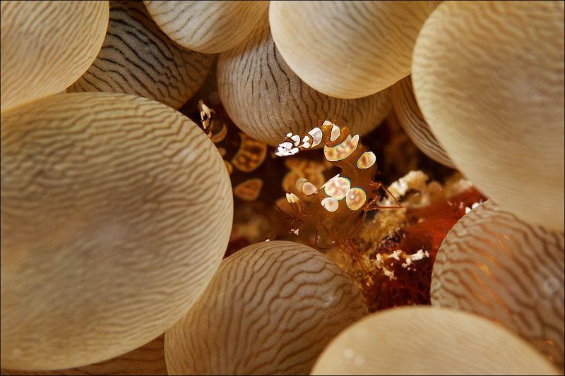 shrimp, sexy, underwater, sipadan Sexy shrimp.photo preview