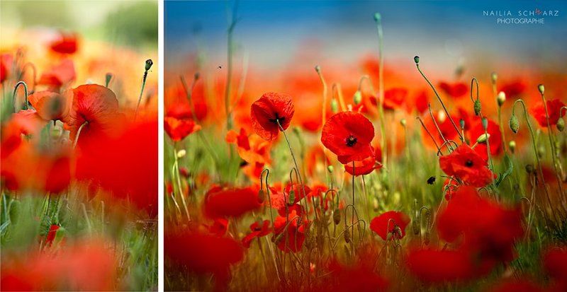 цветы, маки, ярко, поле, лето Mohnrauschphoto preview