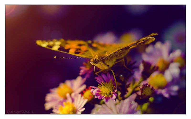 butterflyphoto preview