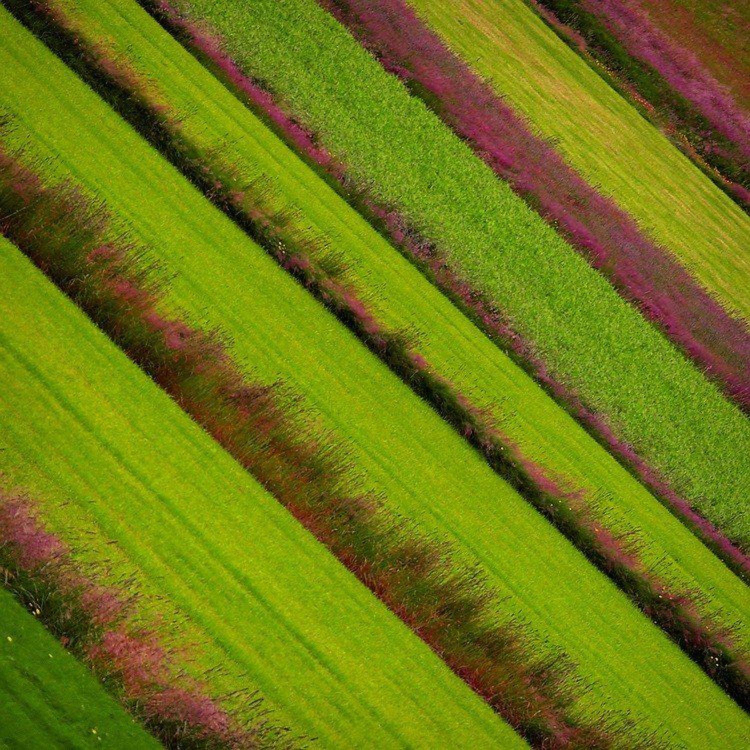 ***. Автор: Григорий Иващенко , Григорий Иващенко