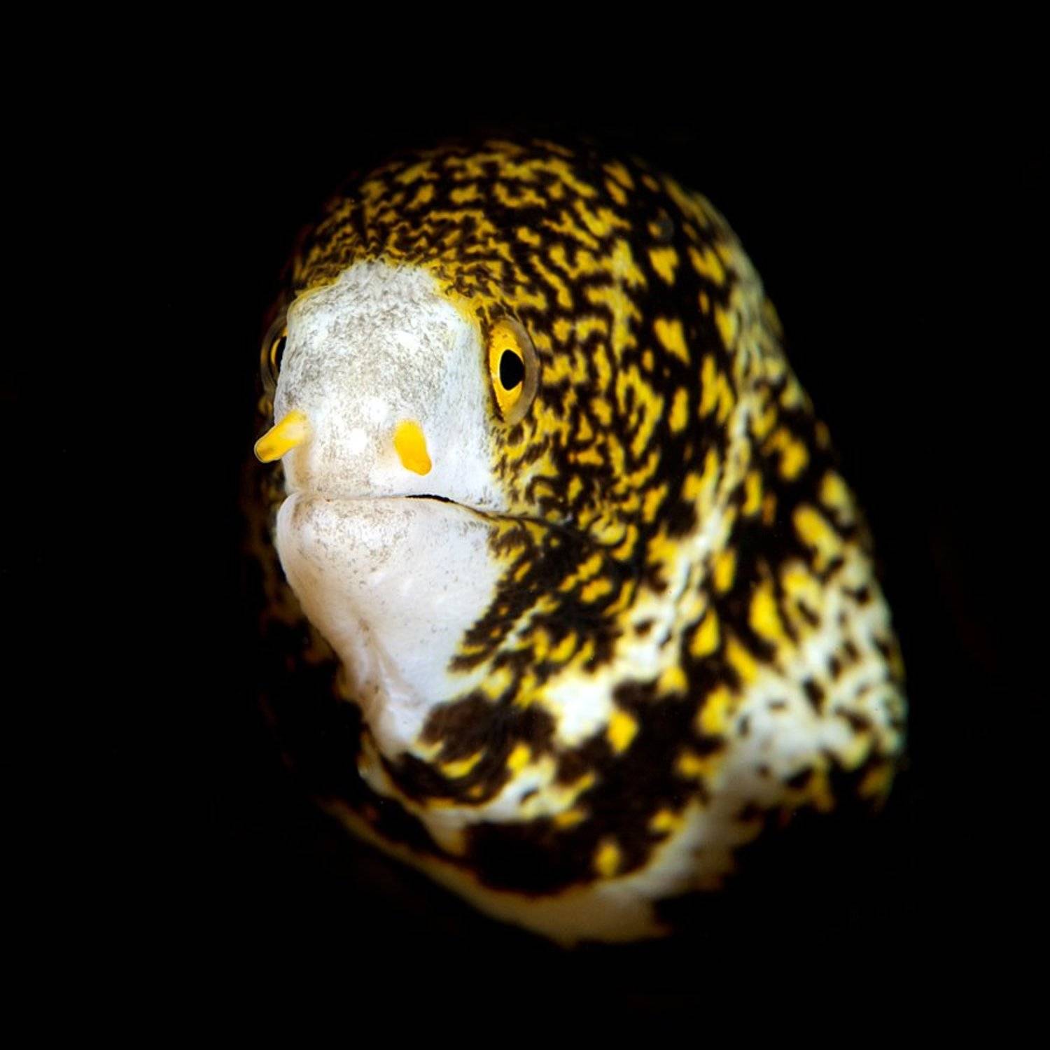 Muraena. Автор: Anton Akhmatov muraena, underwater, sipadan, Anton Akhmatov