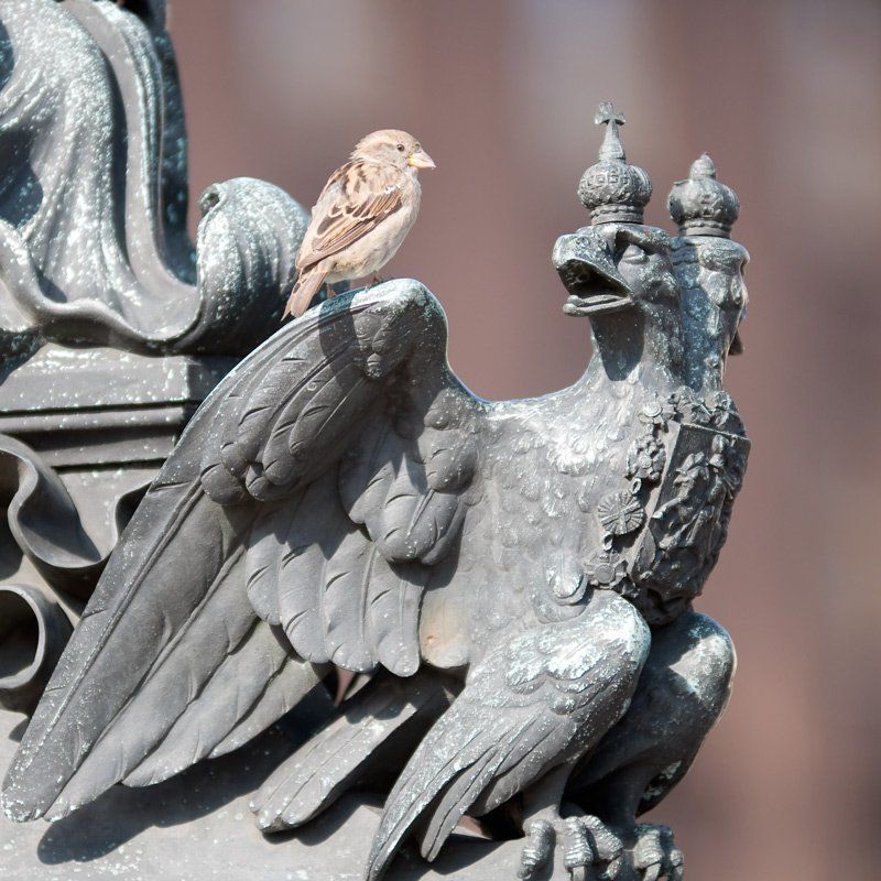 Воробейphoto preview