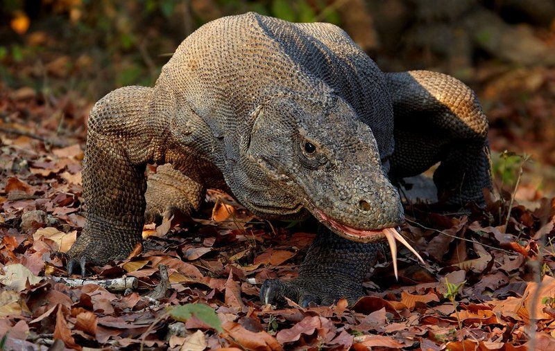 комодский дракон, комодский варан Рандеву с кровожадным дракономphoto preview