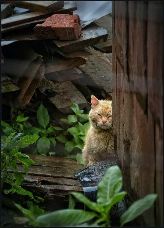 После дождя ...photo preview