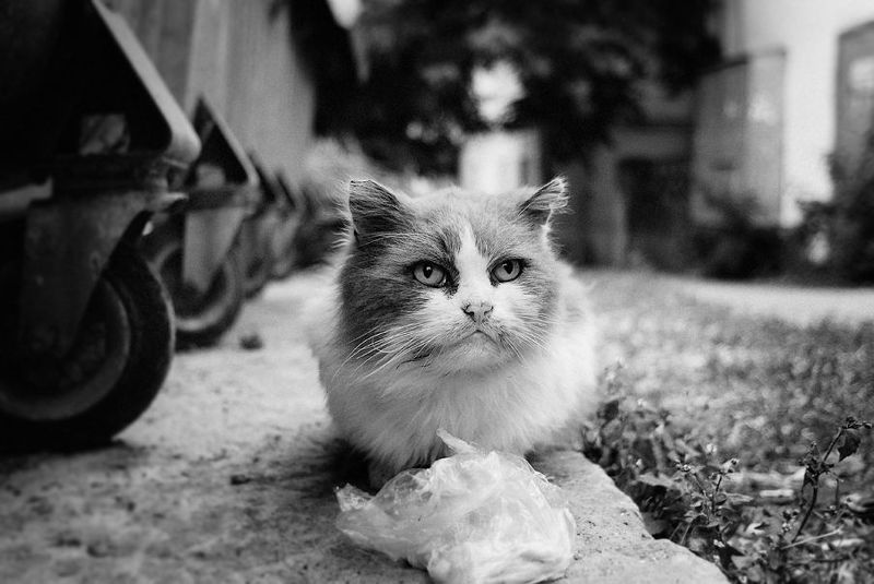 кот, город бомжик фото превью